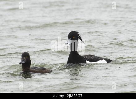 Tufted Duck (Aythya fuligula) Schwimmen auf einem See, Nordstrand Halbinsel, Deutschland, Europa Stockfoto