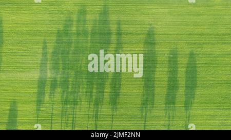 Drohne blickt auf eine Baumreihe in Ackerland und wirft im Oktober an sonnigen Tagen einen langen Schatten mit lebendigen Herbstfarben Stockfoto