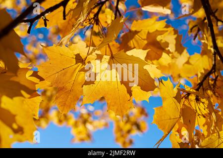 Blätter eines Norwegenahorns (Acer platanoides) mit herbstgelber Färbung im Rücklicht Stockfoto