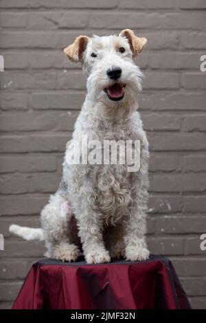 Porträt von Happy Fox Terrier Dog, der in die Kamera schaut und auf einem roten Hocker vor einem braunen Backstein lächelt, Vorderansicht Stockfoto