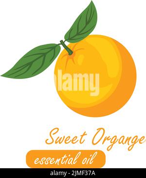 Süßes Orange ätherisches Öl Element Vektor Linie Kunst Illustration Stock Vektor