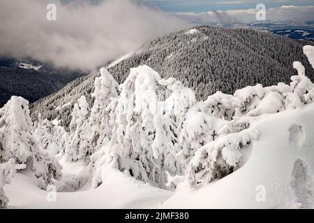 Zauberhafte Winterlandschaft mit verschneiten Tannenbäumen Stockfoto