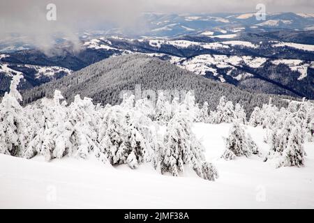 Zauberhafte Winterlandschaft mit verschneiten Tannenbäumen Stockfoto