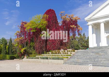 Virginia-Kriechgang mit rötlichen Herbstblättern Stockfoto