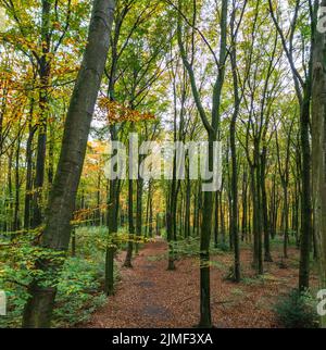 Ein Spaziergang durch den Duisburger Stadtwald im Herbst Stockfoto