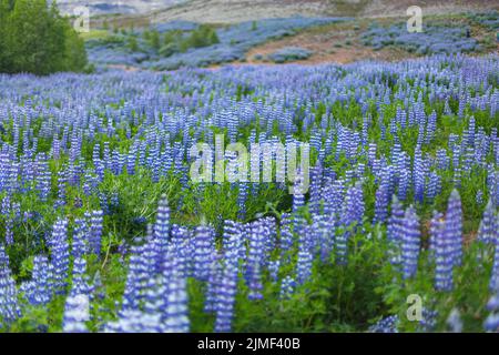 Ein Straßenfeld von Alaskan Lupinen im Süden Islands Stockfoto