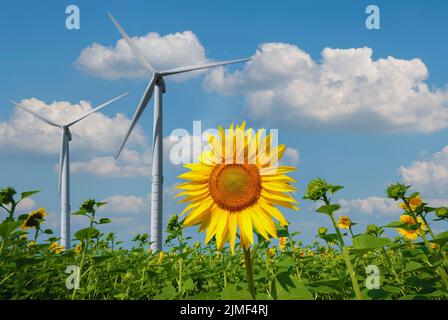 Windturbinen unter blauem bewölktem Himmel am Sonnenblumenfeld Stockfoto