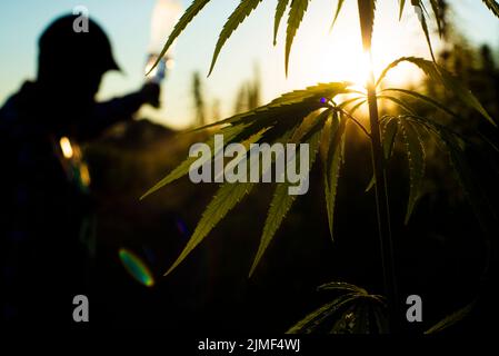 Männliche Farmer Silhouette in Kappe auf Hanf Stiele Hintergrund beim Fie Stockfoto