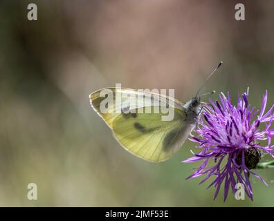 Nahaufnahme eines kohlweißen Schmetterlings, der Nektar aus der violetten Blume auf einer wilden, kriechenden Distelpflanze sammelt, die auf einem Feld wächst. Stockfoto