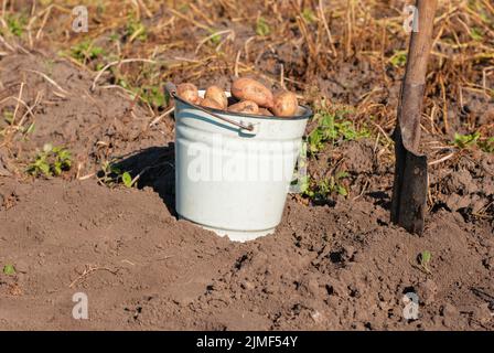 Frisch gepflückte Kartoffelknollen im Eimer auf dem Feld mit Spaten beiseite sonnigen Tag Stockfoto