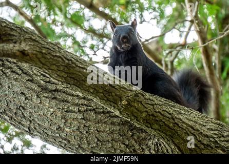Nahaufnahme eines schwarzen Eichhörnchens, das an einem warmen Tag im August auf einem Baumzweig sitzt, mit verschwommenem Hintergrund. Stockfoto