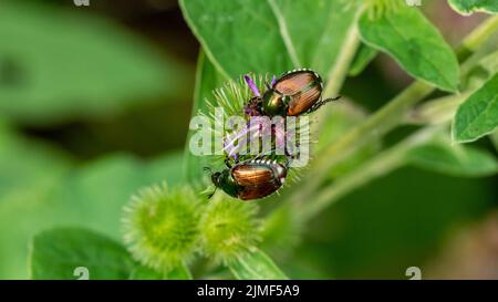 Nahaufnahme japanischer Käfer, die auf der violetten Blume einer kleineren Klettenpflanze krabbeln, die an einem warmen Augusttag am Waldrand wächst. Stockfoto