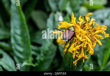 Nahaufnahme eines japanischen Käfers, der auf der gelben Blume einer verwelkenden Ringelblume kriecht, die an einem warmen Augusttag in einem Blumengarten wächst. Stockfoto