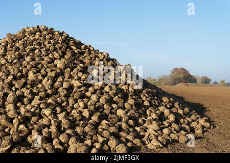 Geerntet Zuckerrüben auf einem Feld in Deutschland, bevor sie in die Zuckerfabrik transportiert werden Stockfoto