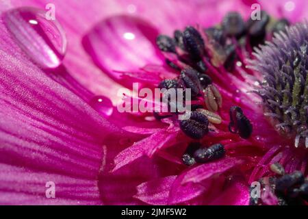 Detailansicht im Inneren einer Anemonen-Blume in erstaunlichen Farben im Sommer Stockfoto