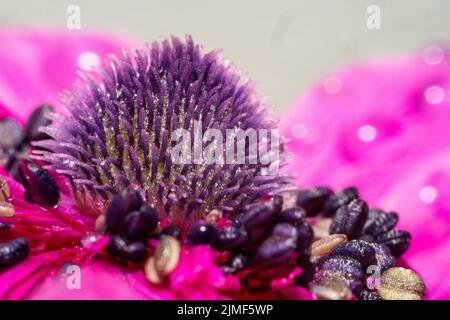 Detailansicht im Inneren einer Anemonen-Blume in erstaunlichen Farben im Sommer Stockfoto