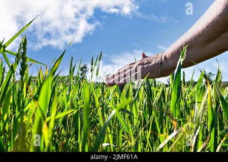 Ein wunderschönes Foto von einer Frauenhand, die ein grünes Feld mit Getreide im Hintergrund des Himmels streichelt Stockfoto