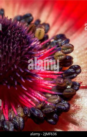 Detailansicht im Inneren einer Anemonen-Blume in erstaunlichen Farben im Sommer Stockfoto