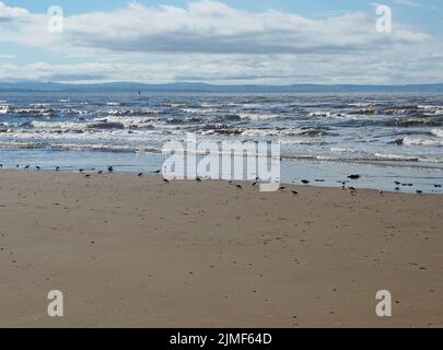 Der Strand von blundell Sands in southport mit einer Schar von Sanderlingen, die sich am Ufer ernähren Stockfoto