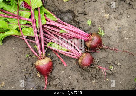 Ansicht von oben Einfach Rote Rüben auf dem Gartenboden Stockfoto