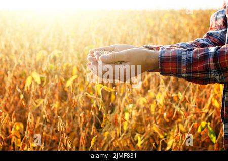 Handvoll Sojabohnen in Landwirt Hände auf Feld Hintergrund Sonnenuntergang am Abend Zeit Stockfoto