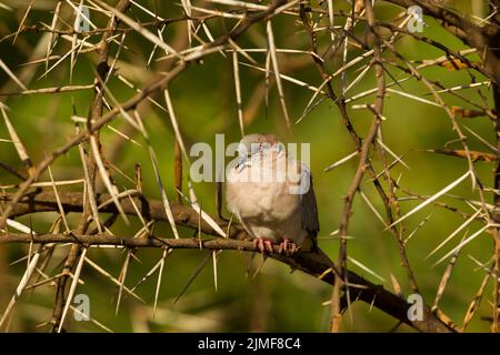 Ringhalstaube oder Kapschildkrötentaube (Streptopelia capicola) in einem dornigen Busch Stockfoto