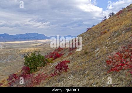 Büsche mit leuchtend rotem Herbstlaub an einem halbwüstenartigen Berghang. Stockfoto