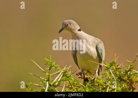 Ringhalstaube oder Kapschildkrötentaube (Streptopelia capicola), die auf einem Akazienbaum thront Stockfoto