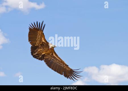 Ruppells Griffon-Geier (Gyps rueppellii) im Flug, Flügel ausgebreitet Stockfoto