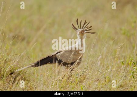 Secretary Bird (Schütze serpentarius) auf dem Boden in hohem Gras Blick auf die Kamera Stockfoto