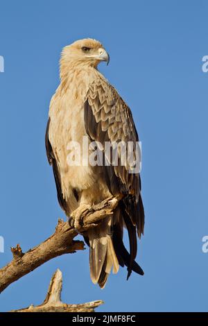 Der tawnige Adler (Aquila rapax) thront auf einem Ast Stockfoto