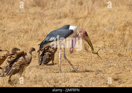 Marabou Storch (Leptoptilos crumeniferus) und Geier (nicht identifiziert) mit Überresten eines Schlachtkörpers Stockfoto