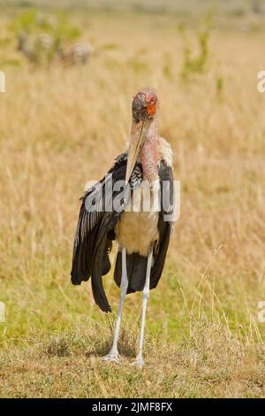 Marabou Storch (Leptoptilos crumeniferus) steht auf dem Boden Stockfoto