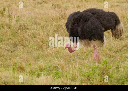 Strauß (Struthio carnelus), männlich Stockfoto