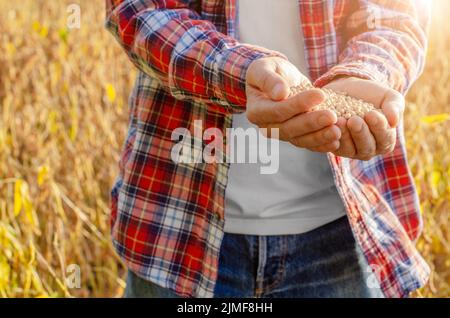 Handvoll Sojabohnen in Landwirt Hände auf Feld Hintergrund Sonnenuntergang am Abend Zeit Stockfoto