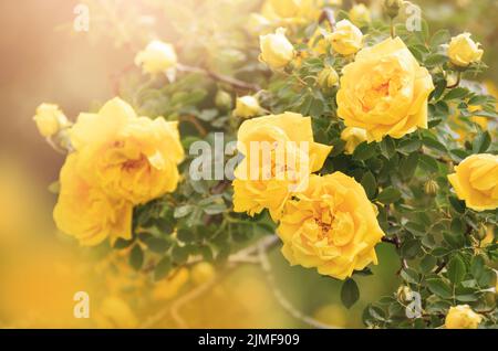 Gelb blühende Rosen botanischen floralen hellen Hintergrund Stockfoto