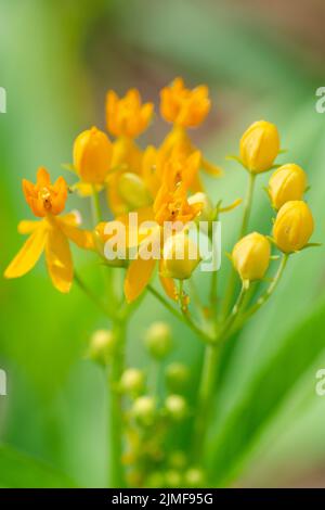 Die hellen und zierlichen gelben Blüten der tropischen Milchkrautblüte (Asclepias curassavica) mit einigen gelben Blattläusen am Stamm. Stockfoto