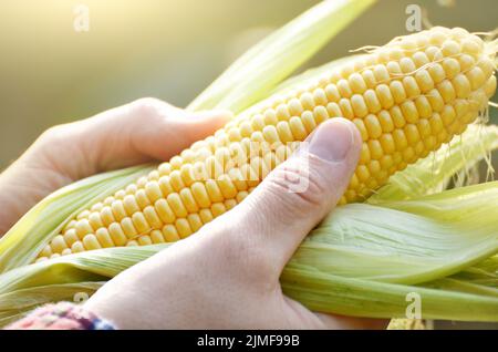 Ernte bereit ausgepackten Maiskolben in Farmer's Hände closeup Stockfoto