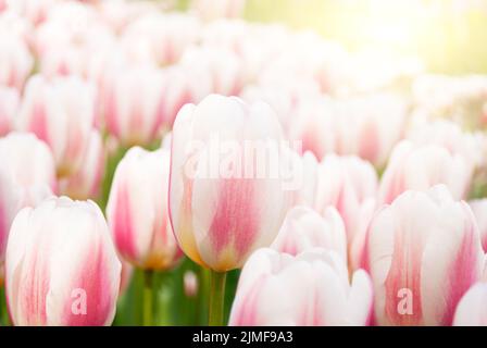 Blick auf schöne Keukenhof Park flower Rasen unter blauem Himmel während der jährlichen Ausstellung Stockfoto