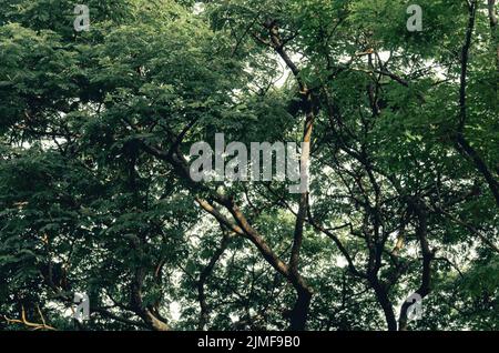 High-Angle-Aufnahme eines großen grünen Baumes auf dem Hintergrund. Stockfoto