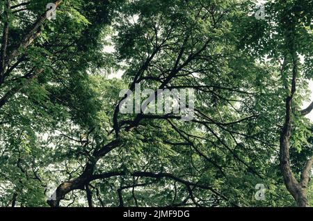 High-Angle-Aufnahme eines großen grünen Baumes auf dem Hintergrund. Stockfoto