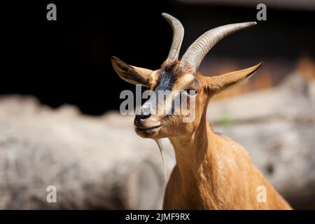 Ziege auf einer Lichtung in der Wildnis Stockfoto