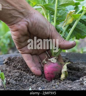 Die menschliche Hand nimmt das kleine Rettich aus dem Garten Stockfoto