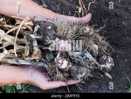Hände, die Knoblauch im Bio-Garten ernten werden Stockfoto
