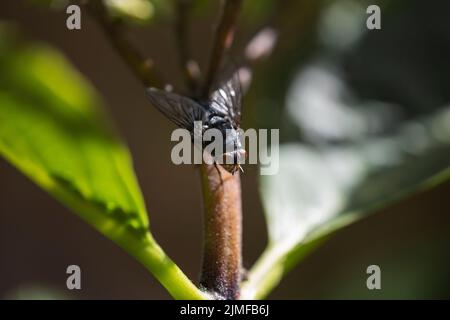 Schwarzfliege, die sich in einem Garten mit Blumen ernährt, West Sussex, Großbritannien Stockfoto