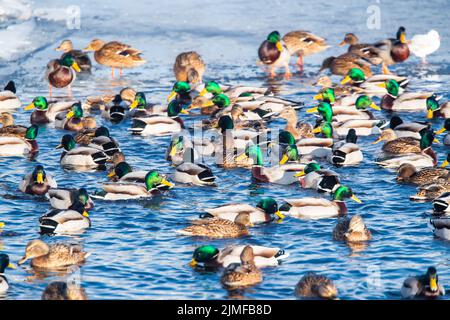 Viele Enten Männchen mit einem grünen Kopf schwimmen im Wasser bei Sonnenuntergang. Enten auf einem See oder Fluss im Winter. Drakes. Füttern Sie Enten, Stockfoto