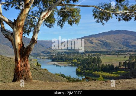 Eukalyptusbaum im Vordergrund und das Kawarau River Valley im Hintergrund, Otago, Neuseeland. Stockfoto