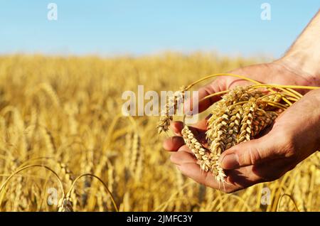 Der Weizen Ähren in Farmer's Hände close-up Sonnenuntergang Stockfoto