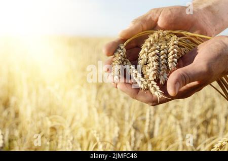 Der Weizen Ähren in Farmer's Hände close-up Sonnenuntergang Stockfoto