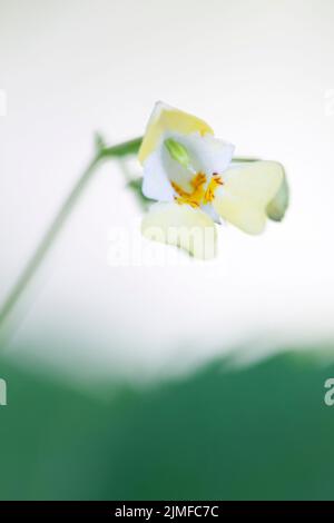 Kleinblütige Touch-Me-Not werden weitgehend von Insekten bestäubt Stockfoto